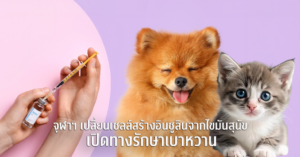 PIC_จุฬาฯ สร้างความหวังใหม่ในการรักษาโรคเบาหวานในสัตว์เลี้ยง