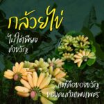 พลังภาคีกำแพงเพชร ตั้งเป้า“กล้วยไข่” เรียกรายได้ร้อยล้าน  คืนชีพพืชเศรษฐกิจสู่แผนพัฒนาจังหวัดกำแพงเพชร